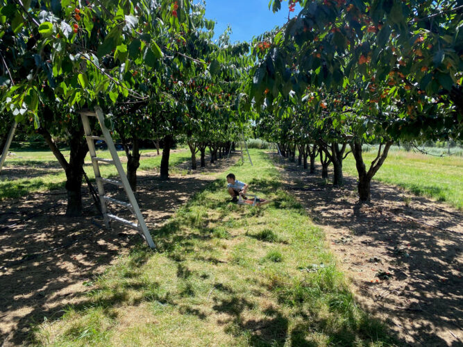 Garden Planning: Guidelines for Growing Fruit